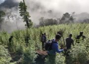TNI Temukan Ladang Ganja 8,9 Hektar