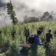 TNI Temukan Ladang Ganja 8,9 Hektar