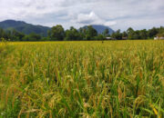 Harga GKP Di Abdya Rp5.300 Perkilogram