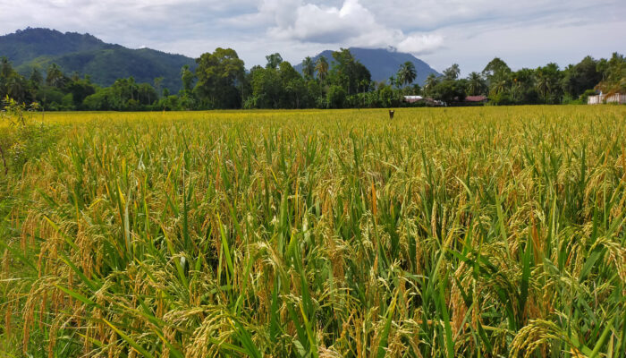 Harga GKP Di Abdya Rp5.300 Perkilogram