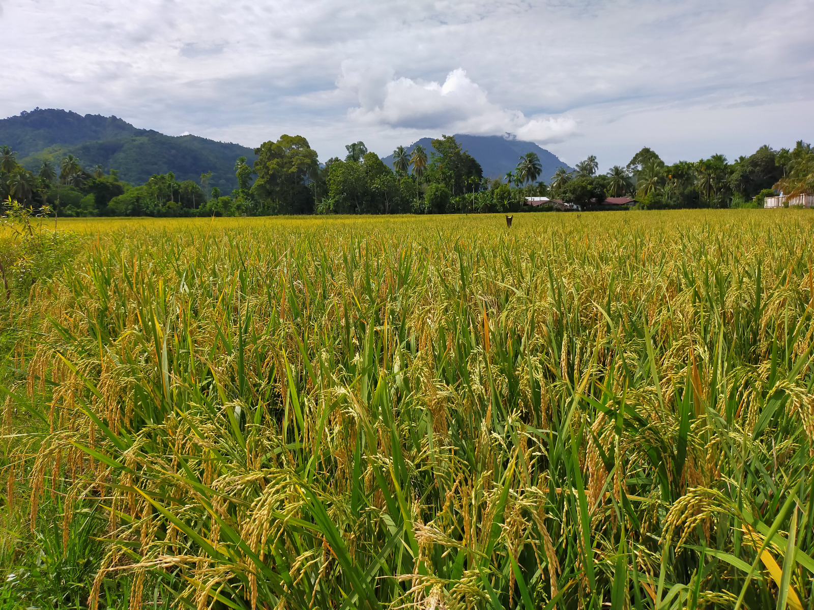 Harga GKP Di Abdya Rp5.300 Perkilogram