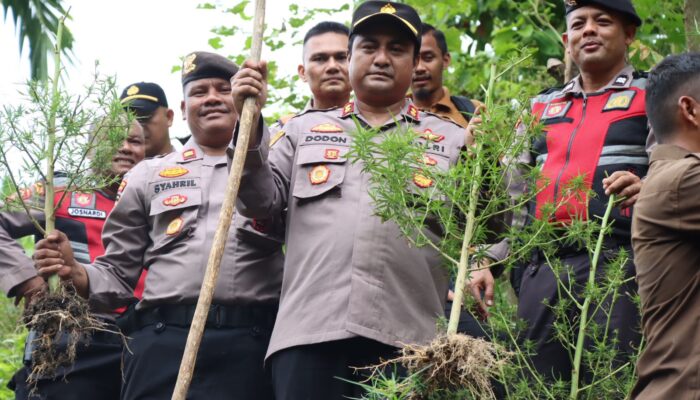 Ratusan Batang Ganja Dimusnahkan Di Pijay