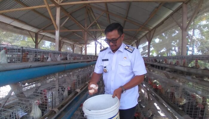 Di Nagan Pengusaha Ayam Kampung Hasilkan 480 Butir Telur Perhari