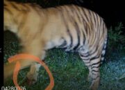 Harimau Sumatera Terluka Diduga Akibat Terjerat Di Langkat 