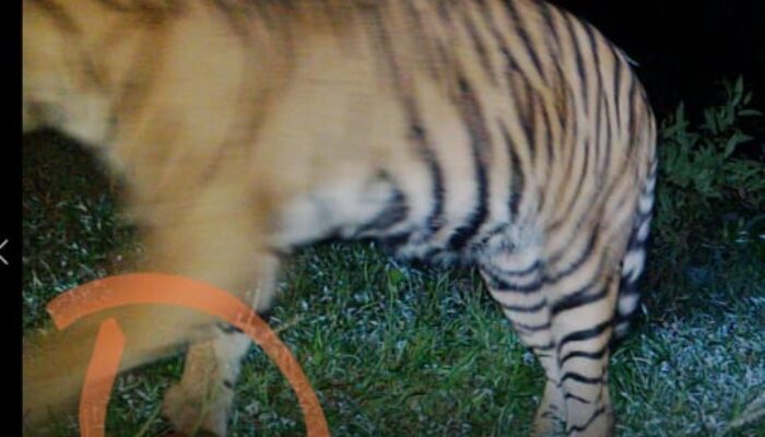 Harimau Sumatera Terluka Diduga Akibat Terjerat Di Langkat 