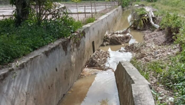 Saluran Irigasi Ambruk, Puluhan Ha Lahan Pertanian Terancam Kering Di Abdya