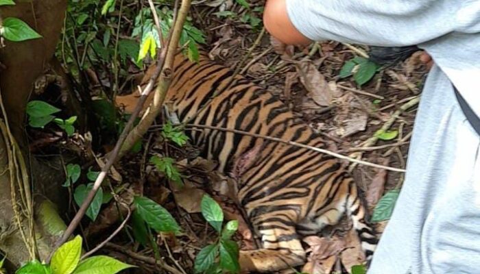 Terdakwa Kasus Terbunuhnya Harimau Tidak Ajukan Eksepsi