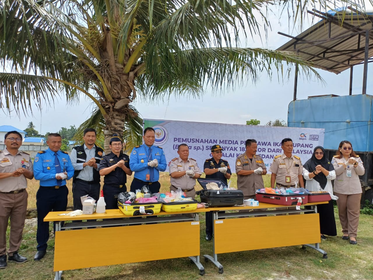 Antisipasi Hama,182 Ekor Ikan Cupang Malaysia Dimusnahkan