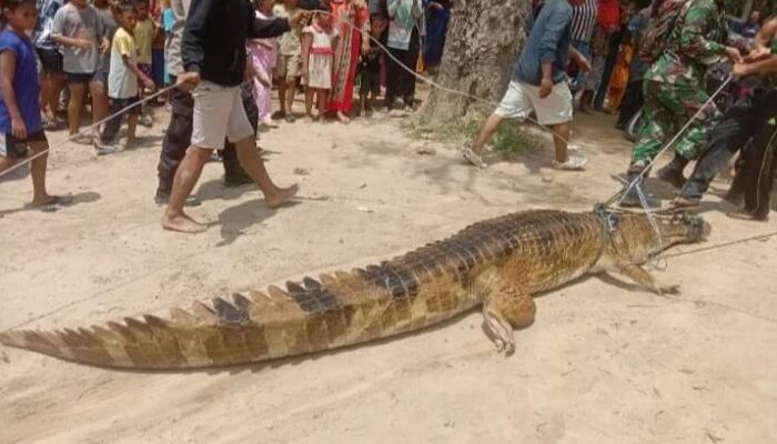 Warga Tangkap Buaya Penyerang Ibu Dan Anak