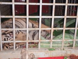 Geger, Harimau Terjerat Di Kebun Desa Pastapjulu