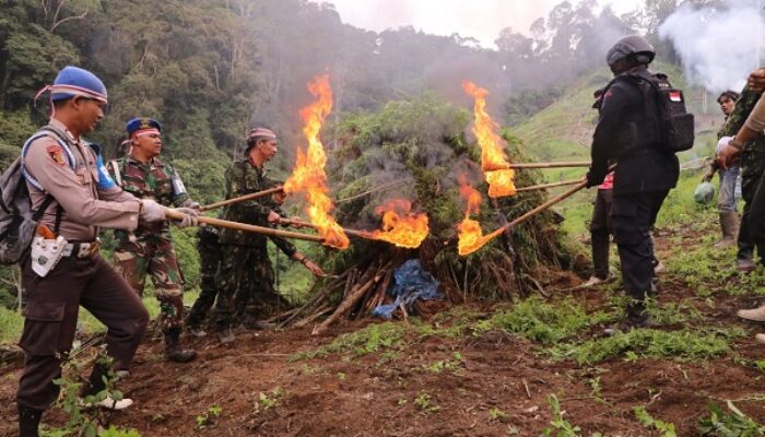 Menelusuri Ladang Ganja Di Madina