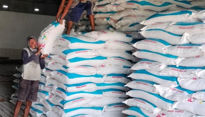 Jelang MT 1 Stok Pupuk Bersubsidi Di Sergai Mencukupi