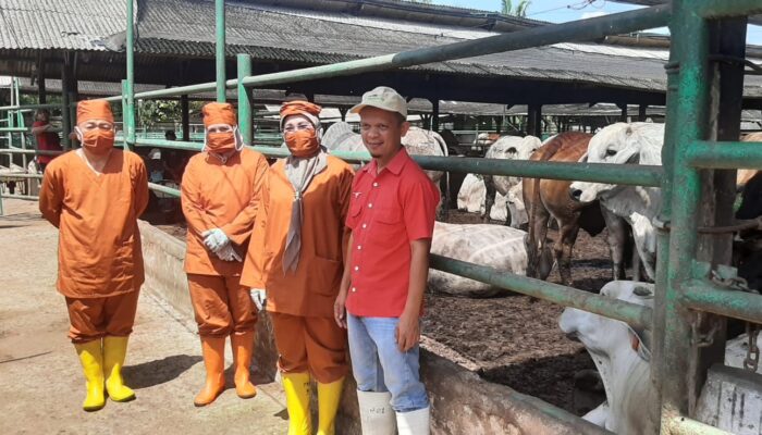 Jelang Iduladha, Karantina Belawan Pastikan Kesehatan Sapi Di IKH