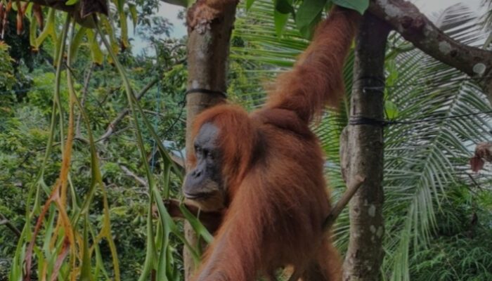 Wagubsu Bawa Menpora Lihat Orangutan di TNGL