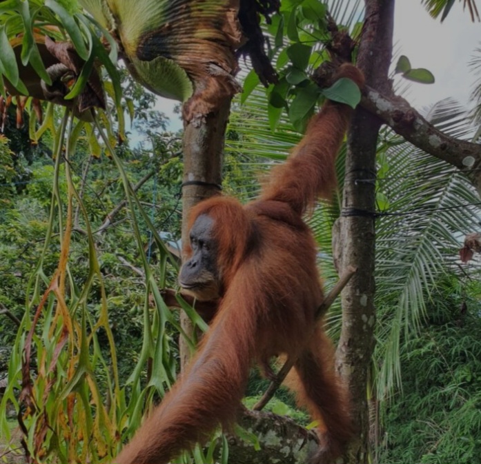 Wagubsu Bawa Menpora Lihat Orangutan di TNGL