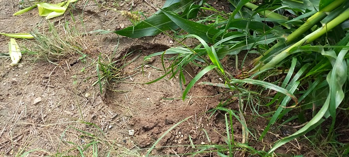 Gajah Obrak-abrik Kebun Warga Di Agara