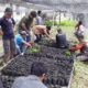 Toba Pulp Lestari (TPL) Sektor Habinsaran sedang memberi pelatihan pemindahan bibit Kopi dari area semai ke polibag kepada Kelompok Tani Hutan (KTH) Dosroha Onan Harbangan Nagasaribu, Desa Pohan Jae, Kecamatan Siborongboring, Taput, Jumat (5/5). Waspada/Ist