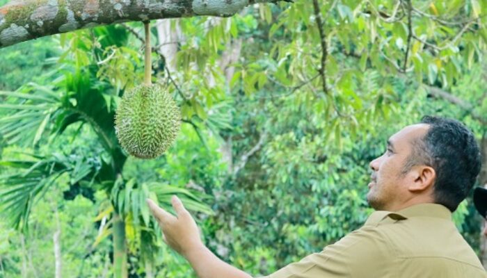 Sabang Akan Kembangkan Sektor Perkebunan Dan Pertanian