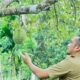 Pj. Wali Kota Sabang, Reza Pahlevi melihat langsung budidaya tananan durian Sabang. (Waspada/ist.)