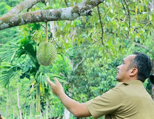 Pj. Wali Kota Sabang, Reza Pahlevi melihat langsung budidaya tananan durian Sabang. (Waspada/ist.)
