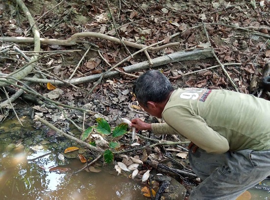 IKAN SUNGAI MATI: Berbagai jenis ikan mati sepanjang aliran anak sungai di Gampong Gajah Mentah, Sungai Raya, Aceh Timur, Minggu (7/5). Waspada/Ist.