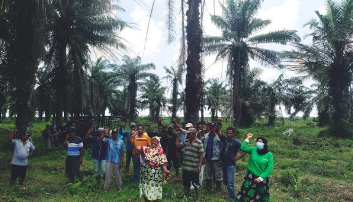 Warga Harap PTPN2 Izinkan Lembu Digembala Di Kebun TGPM