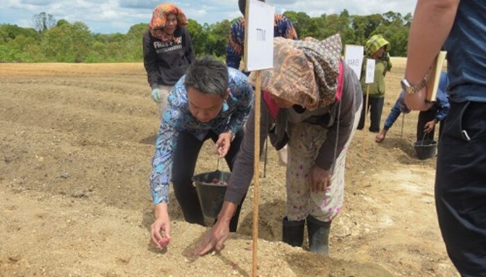 TTM Tanam Bawang Merah Percontohan Di Food Estate