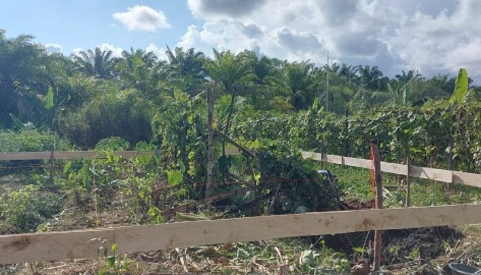 Diduga Serobot Lahan, Oknum Kades Di Abdya Dipolisikan