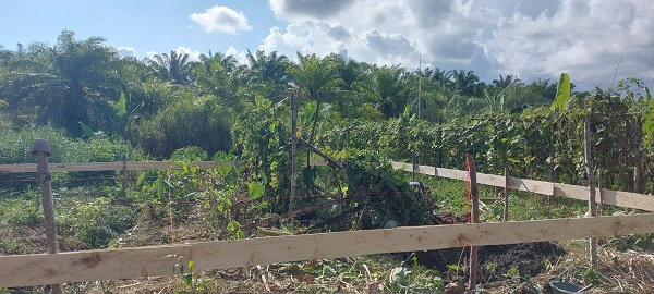 Objek lahan yang diduga diserobot oknum Kades di Abdya, untuk pembangunan kantor desa. Foto direkam Kamis (18/5) sore. Waspada/Syafrizal