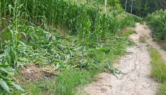 Gajah Obrak-abrik Kebun Warga Di Agara