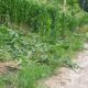 Kebun tanaman jagung di Desa Tunasmude Kecamatan Leuser Agara rusak berat diobrak-abrik gajah. Waspada/Ist