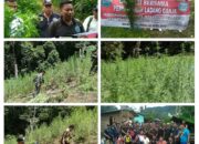 Pemberantasan Ganja Di Madina Perlu Langkah Obyektif