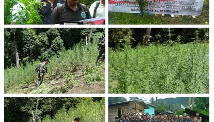 Pemberantasan Ganja Di Madina Perlu Langkah Obyektif