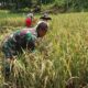 Sertu Suhariadi Babinsa Koramil 07/ Kejuruan Muda saat memanen padi bersama petani di Desa Purwodadi, Kecamatan Kejuran Muda, Kab Aceh Tamiang.(Waspada/Yusri)