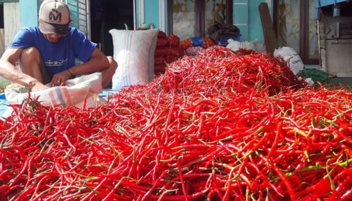 Harga Cabai Merah Melemah