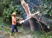 BPBD Aceh Besar Atasi Pohon Tumbang Dan Banjir