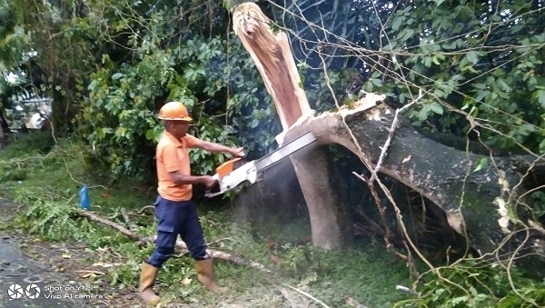 Tim BPBD Aceh Besar membantu membersihkan pohon tumbang di Gampong Seulimeum, Kecamatan Seulimeum, Sabtu (6/5) sore. (Waspada/Ist)