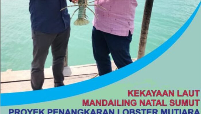 Lobster Mutiara Pantai Barat Madina Segera Dibudidayakan