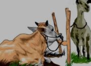 Nikmat Dari Allah, Bersyukur, Berkurban