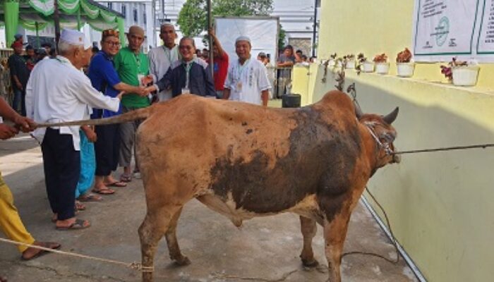 Masjid Ikhwaniyah Sembelih 13 Ekor Lembu