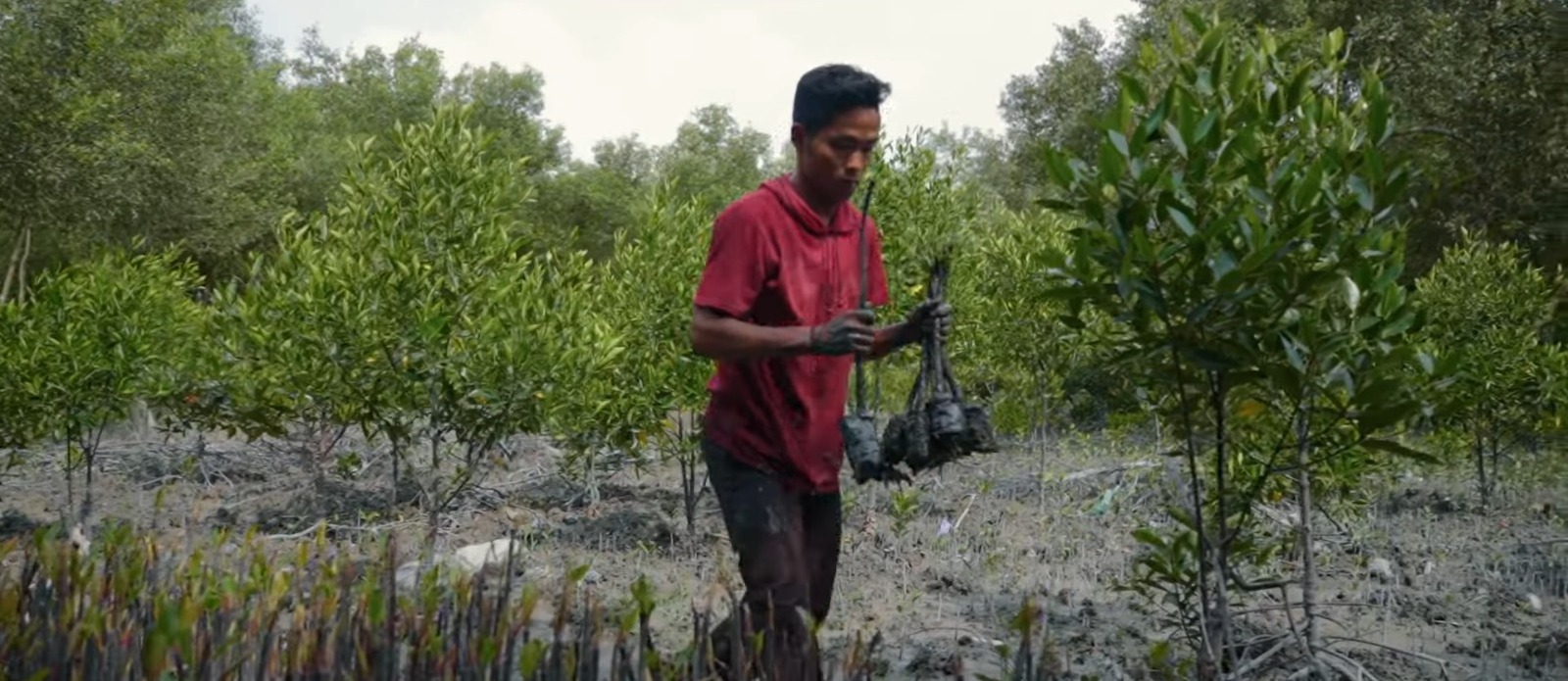 Kembangkan Ekowisata Mangrove Pantai Sejarah, Inalum Raih CSR Award