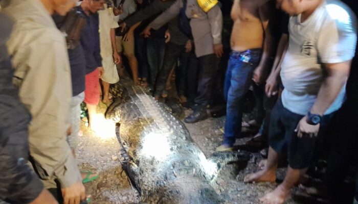 Pasca Serangan, Warga Tangkap Buaya Pemangsa