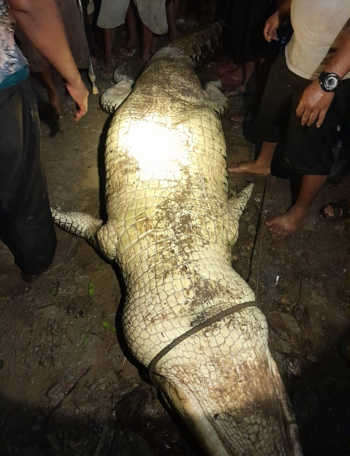 Pasca Serangan, Warga Tangkap Buaya Pemangsa