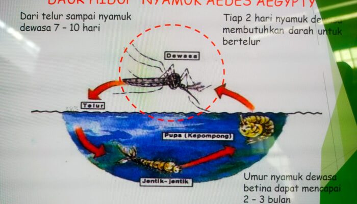 Setiap Bulan Ada Kasus DBD Di Kota Medan, Katim P2PM : Dua Meninggal Dunia