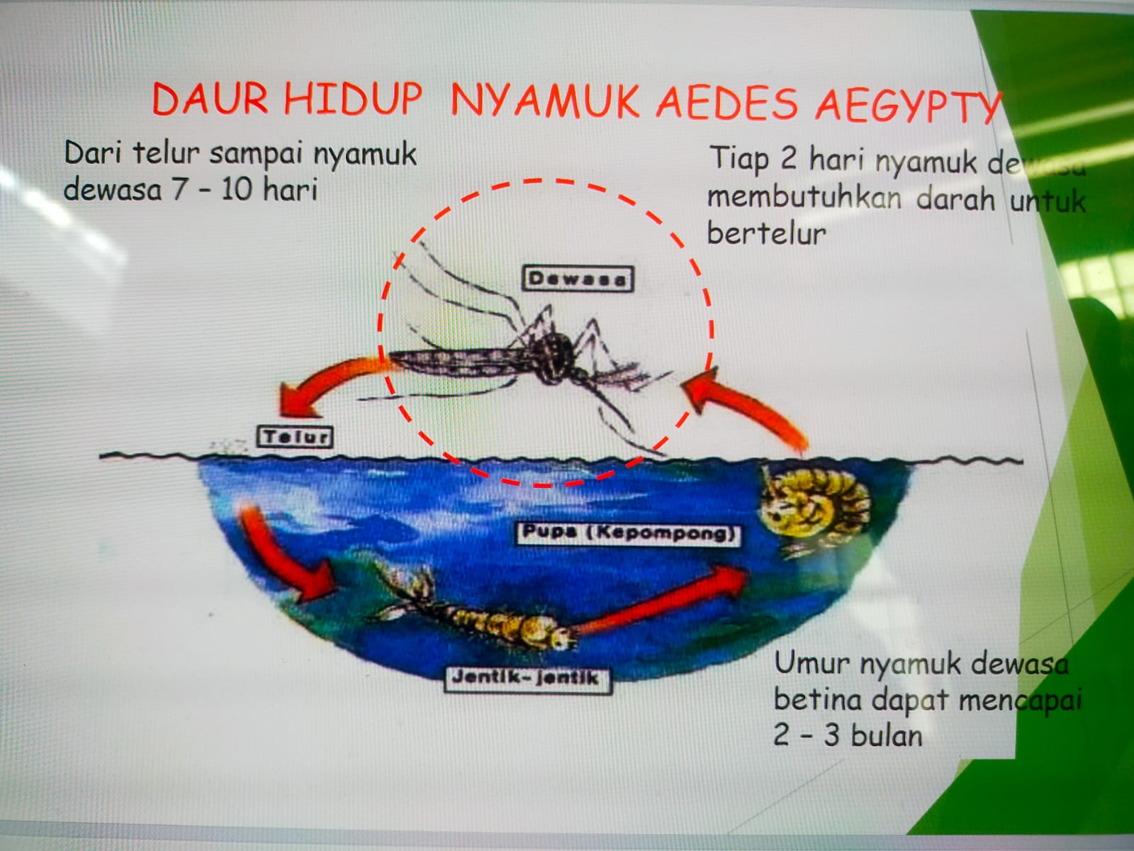 Setiap Bulan Ada Kasus DBD Di Kota Medan, Katim P2PM : Dua Meninggal Dunia