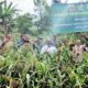 Wabup Dan Forkopimda Simalungun Panen Perdana Tanaman Sorgum