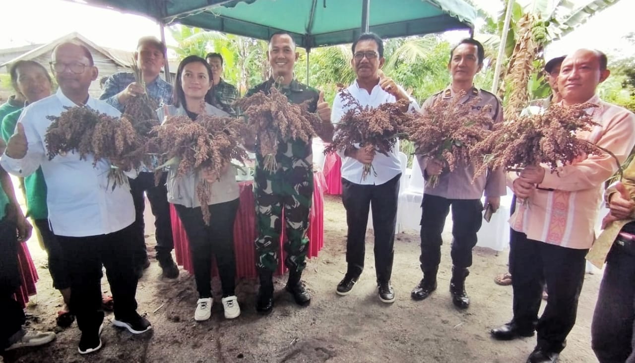 Wabup Dan Forkopimda Simalungun Panen Perdana Tanaman Sorgum Wabup Dan Forkopimda Simalungun Panen Perdana Tanaman Sorgum