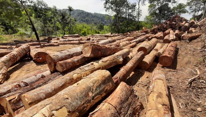 Illegal Logging Di Tapsel, Terang-terangan Tanpa Tindakan
