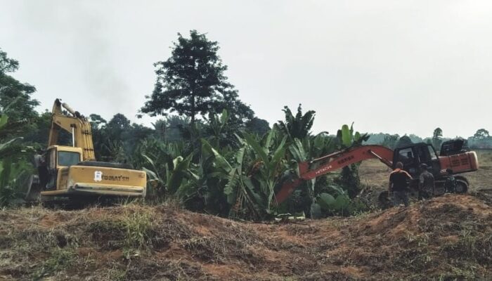 6 Ekskavator Bersihkan Lahan 70 Ha HGU PTPN 2 Kebun Limau Mungkur