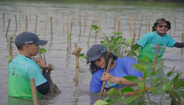 Biofarma Group Tanam 5.500 Bibit Mangrove Di Subang